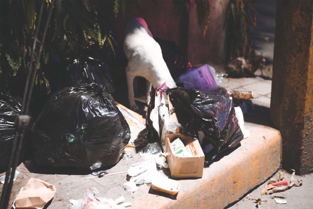 dog scavenging plastic garbage